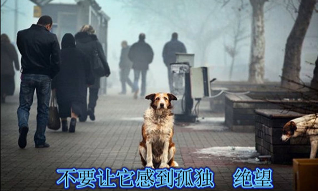 牡丹江爱影圈微博微信转发案例